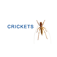 crickets Crickets