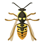 Wasp