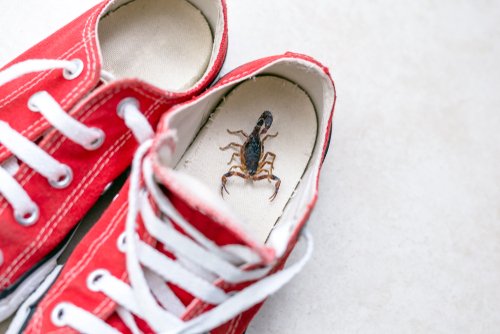 How to Get Rid of Scorpions in Your Home snd shoes