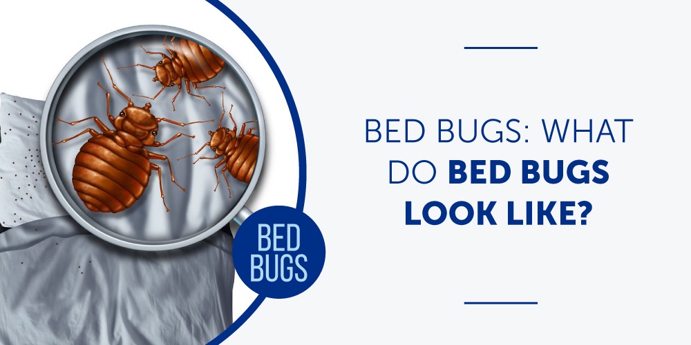 Bed Bugs What Do Bed Bugs Look Like