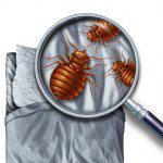 what do bed bugs look like