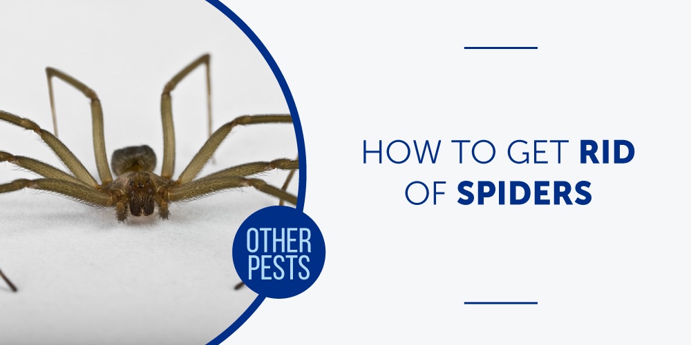 How to Get Rid of Spiders