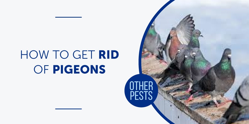 How to Get Rid of Pigeons