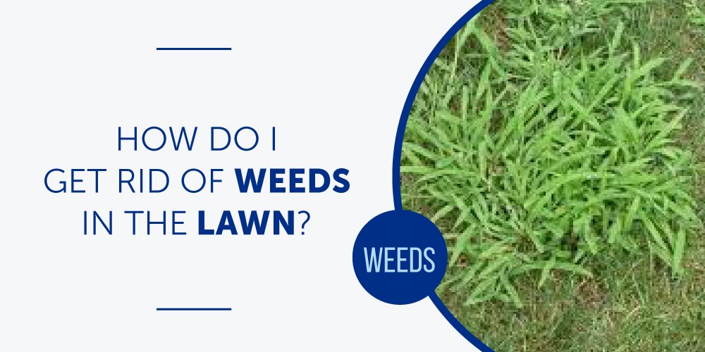 How Do I Get Rid Of Weeds In The Lawn