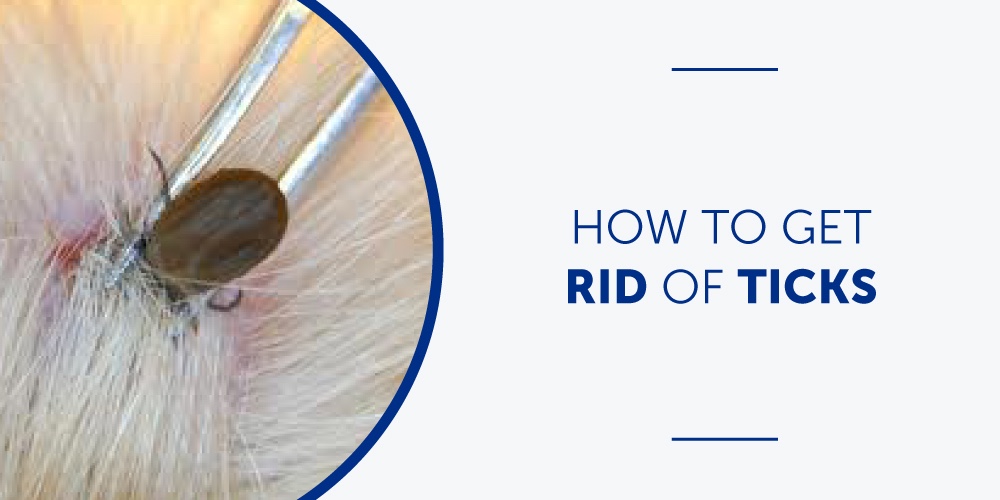 How to Get Rid of Ticks