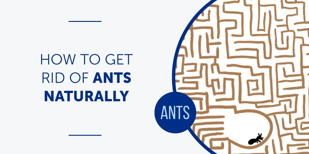 How to Get Rid of Ants Naturally