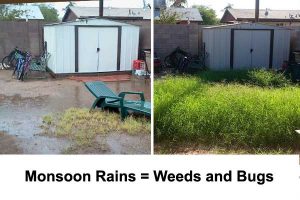 Do-It-Yourself Pest and Weed Control During Monsoon