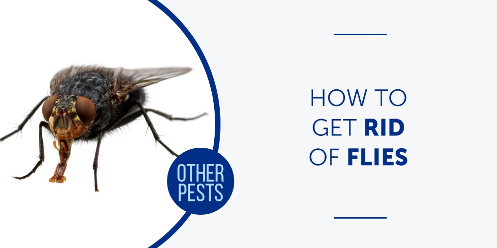 How to Get Rid of Flies