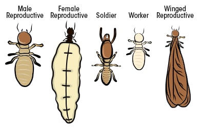 Termite Casts 