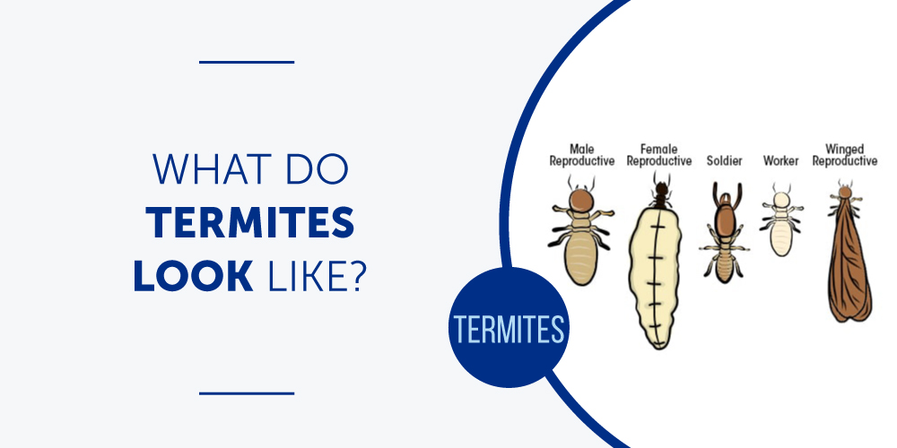 What Do Termites Look Like? | Bug & Weed Mart