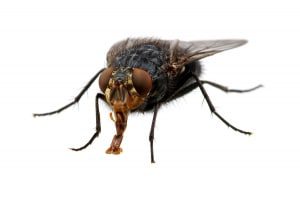 How to Get Rid of Flies