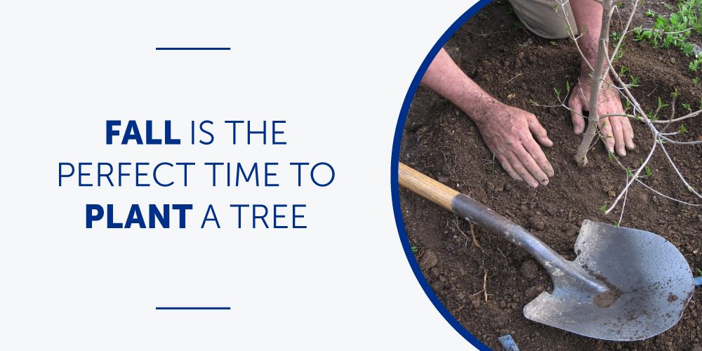 Fall Is The Perfect Time To Plant A Tree | Bug & Weed Mart