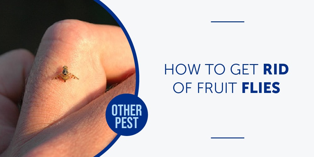 https://bugweedmart.com/wp-content/uploads/2015/10/How-to-get-rid-of-Fruit-Flies.jpg