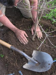 tree planting 