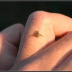 How to Get Rid of Fruit Flies