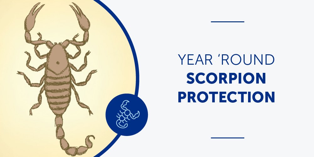 Year 'Round Scorpion Protection