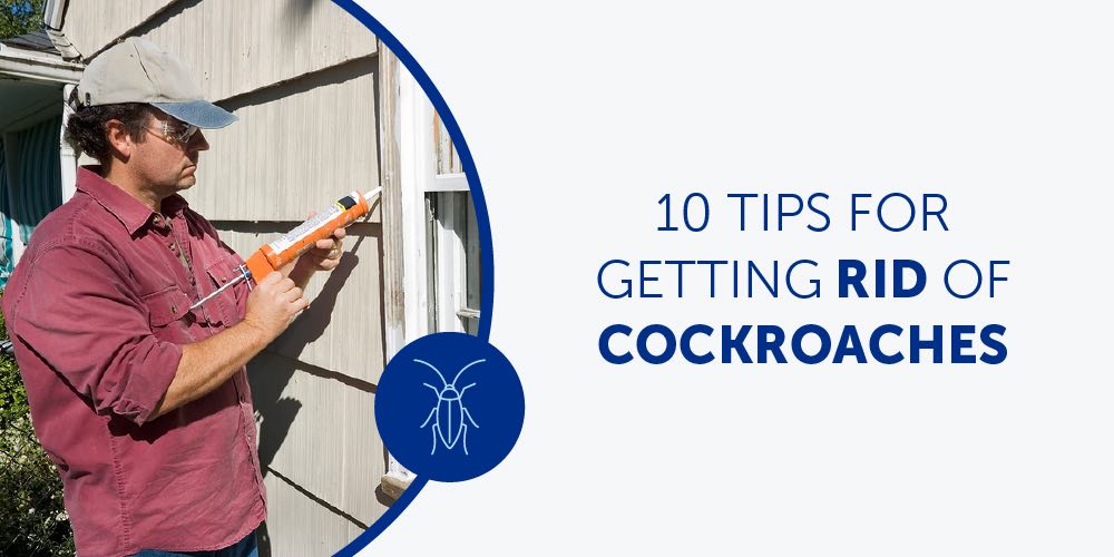 getting rid of cockroaches