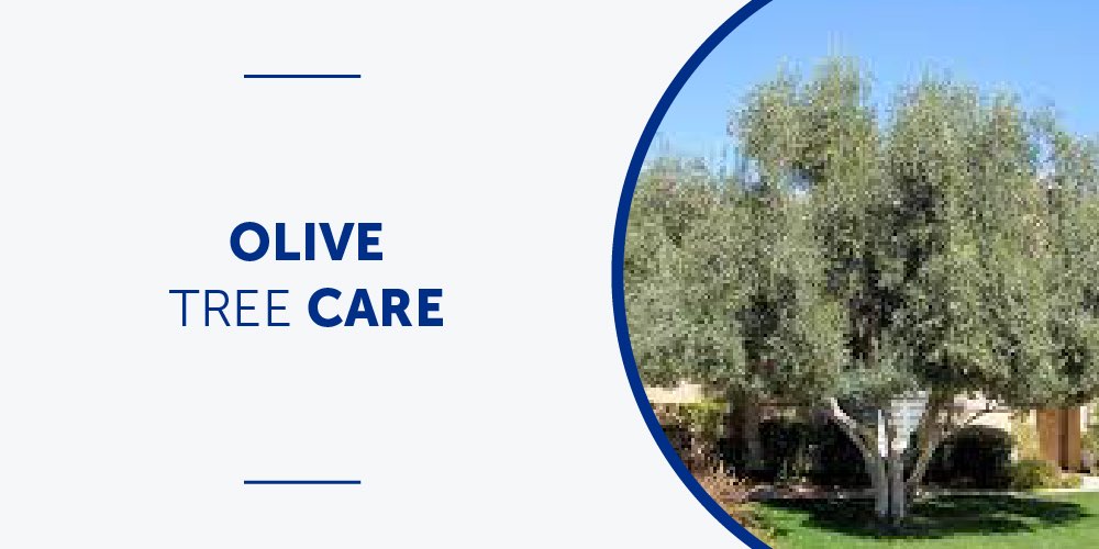 Olive Tree Care