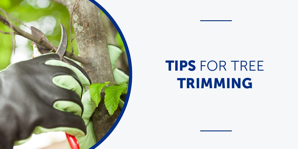 Tips for Tree Trimming