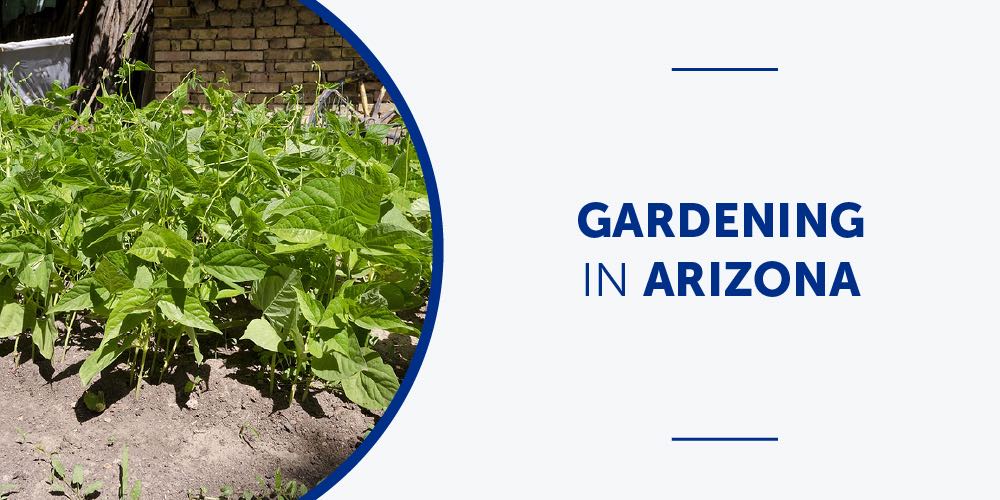 Gardening in Arizona