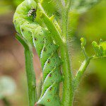 tomato caterpillars