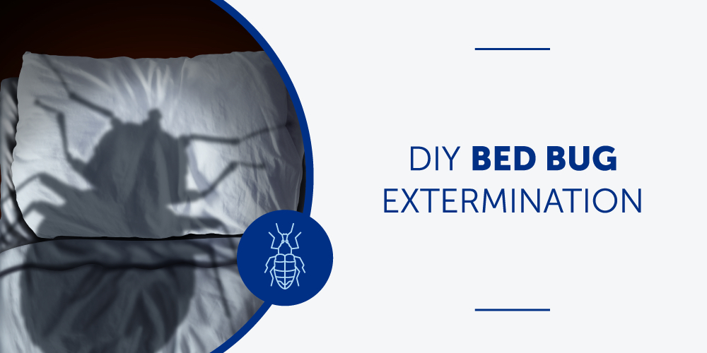 DIY Bed Bug Extermination