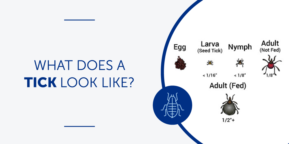 What Does a Tick Look Like?