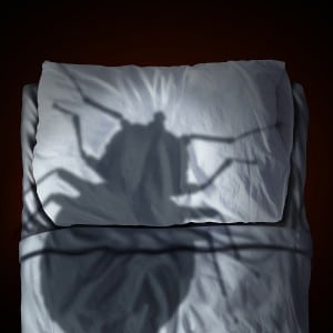 bed bug extermination