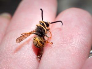 wasp sting treatments