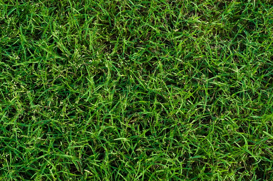 Transitioning from winter lawn to Bermuda grass