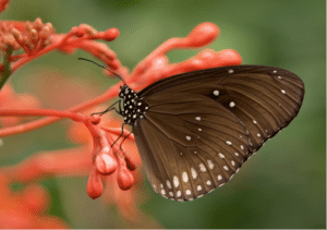  attracting birds butterflies and other backyard wildlife