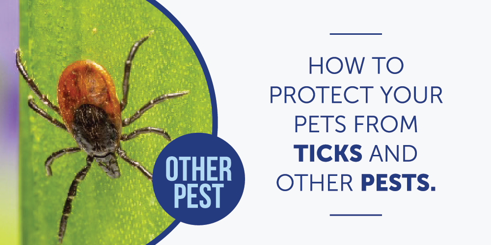 Protect pets from ticks like this one