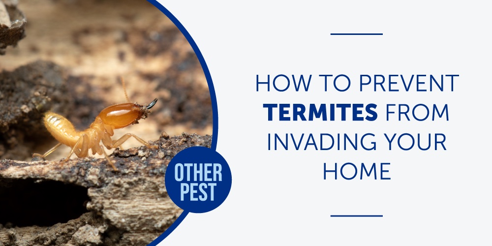 termites invading your home