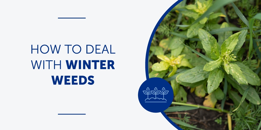 How to Deal with Winter Weeds