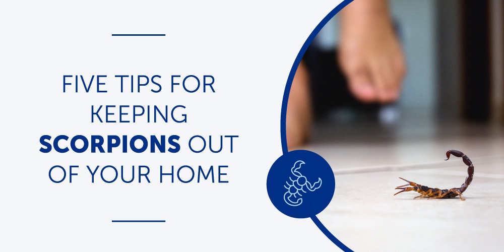 Five Tips for Keeping Scorpions Out of Your Home