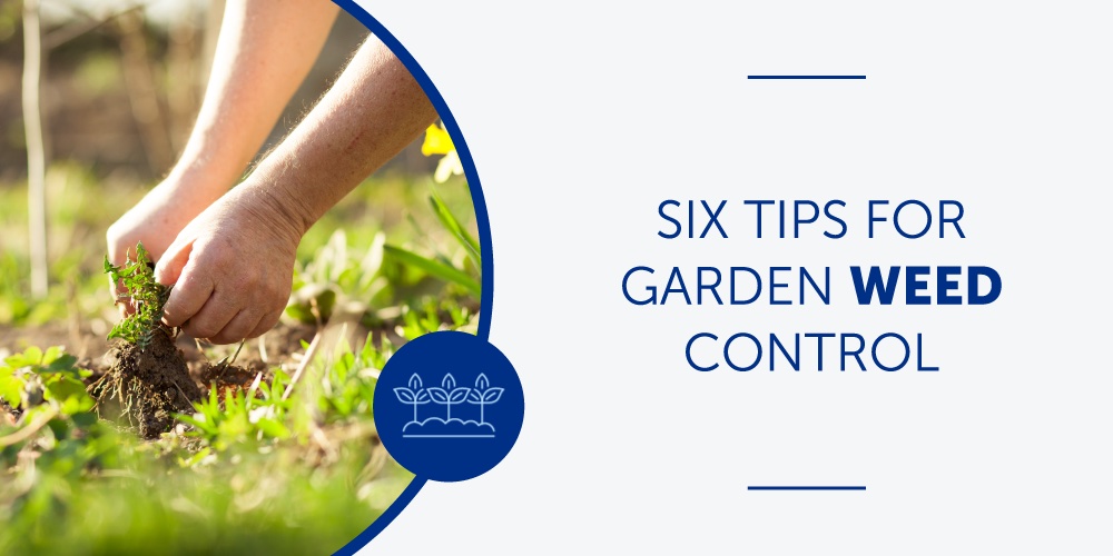 Six Tips for Garden Weed Control