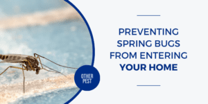 Image Preventing Spring Bugs from Entering Your Home