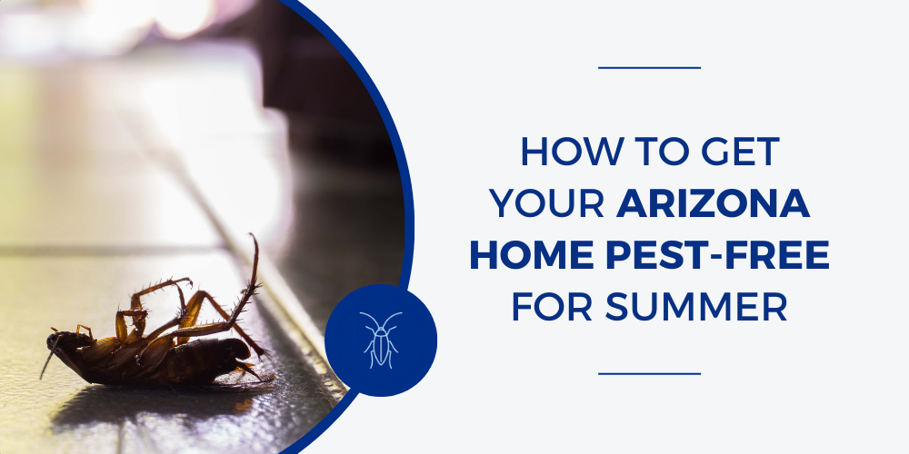 How to Get Your Arizona Home Pest-Free for Summer