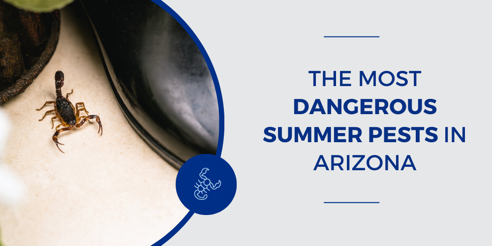 Scorpions are a dangerous Arizona pest