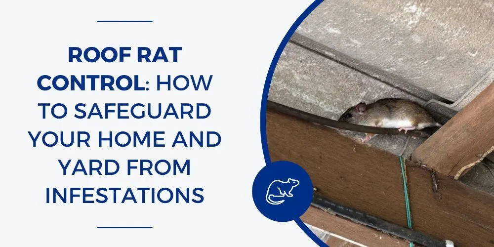 https://bugweedmart.com/wp-content/uploads/2023/10/Roof-Rat-Control-How-to-Safeguard-Your-Home-and-Yard-from-Infestations.webp