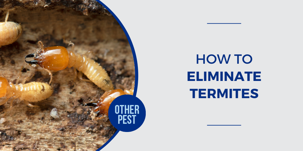 Termite invading home - How to Eliminate Termites