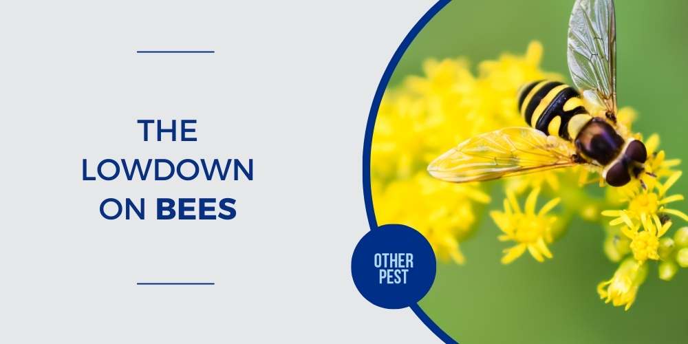 Lowdown on bees