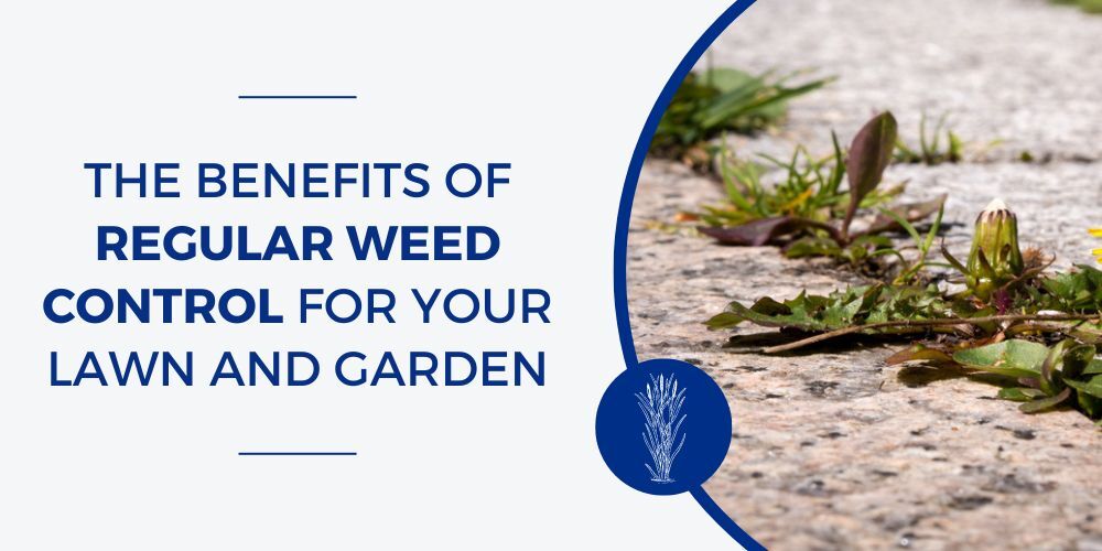 The Benefits of Regular Weed Control for your Lawn and Garden