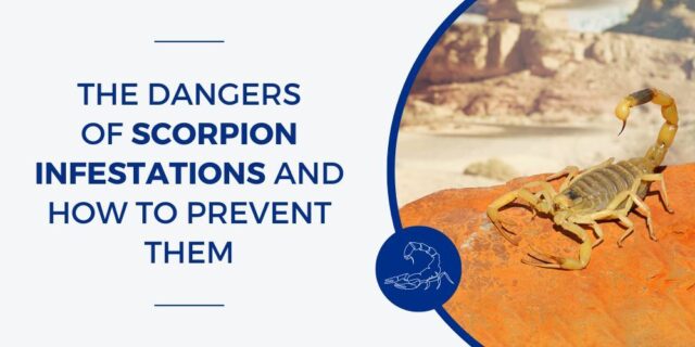 Scorpion Infestation Dangers & Prevention Guide