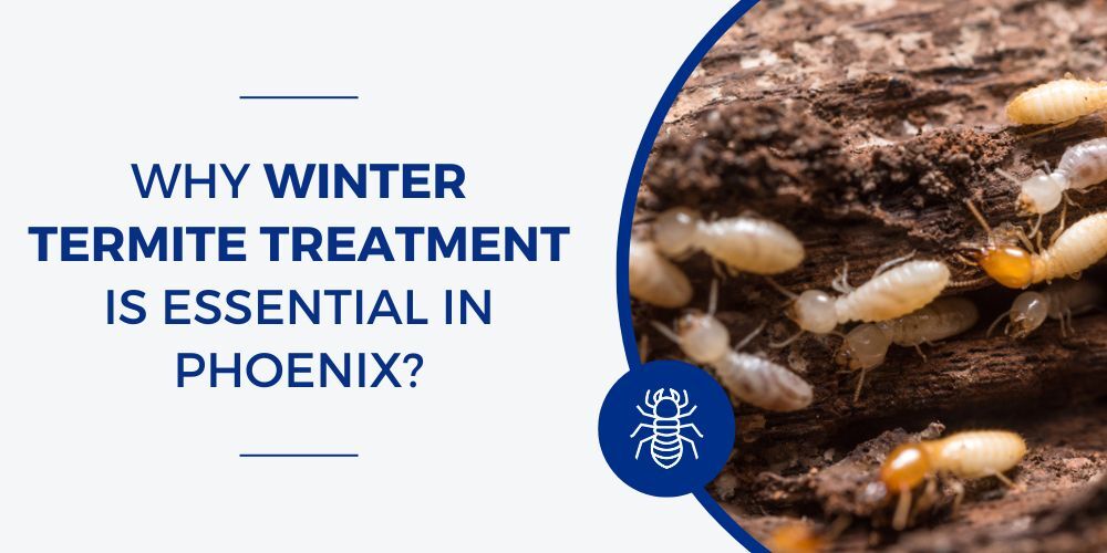 Why Winter Termite Treatment is Essential in Phoenix