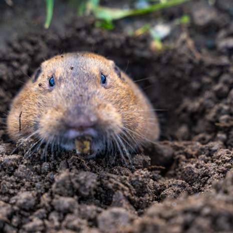 Gopher head popping out of the ground