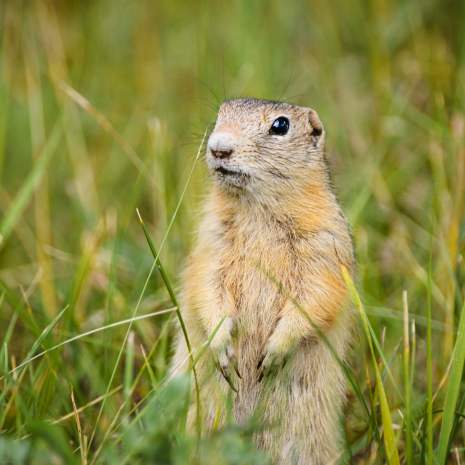 Gopher problem standing in tall grass