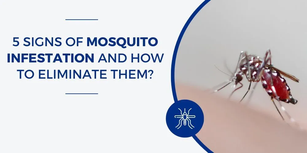 signs of mosquito infestation and elimination tips