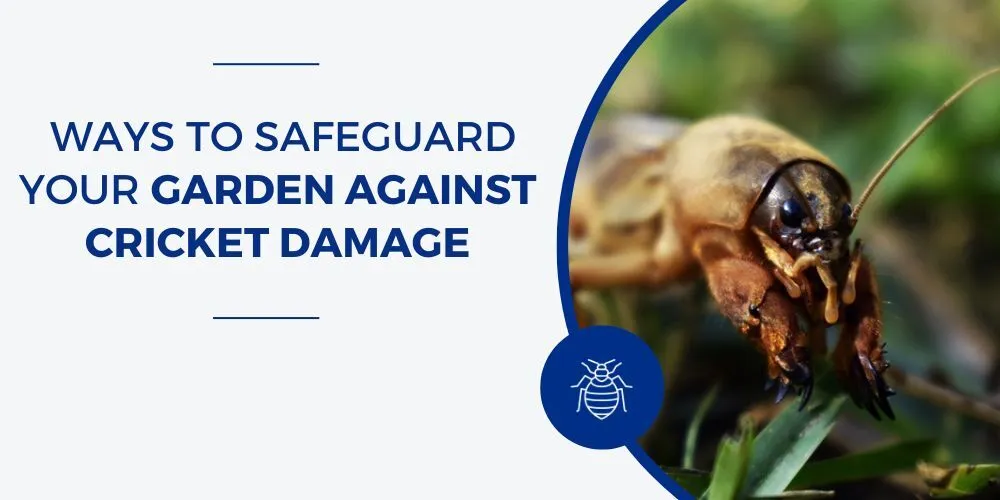 protect your garden from cricket damage