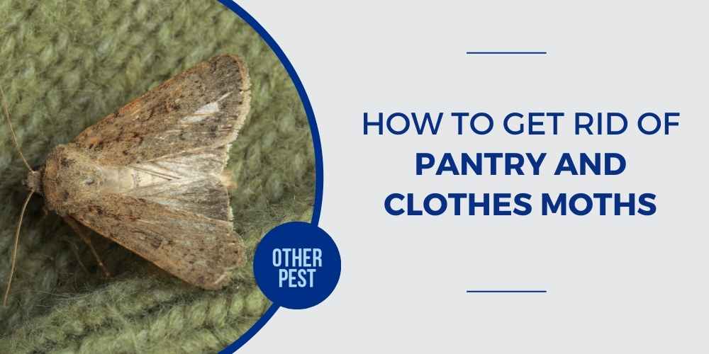 How to Get Rid of Pantry and Clothes Moths